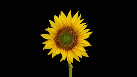 Sunflower Head opening timelapse on pure black Video stock 138424175