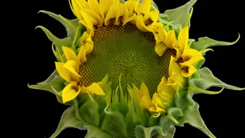 Sunflower Head opening timelapse on pure black 스톡 동영상 155128211