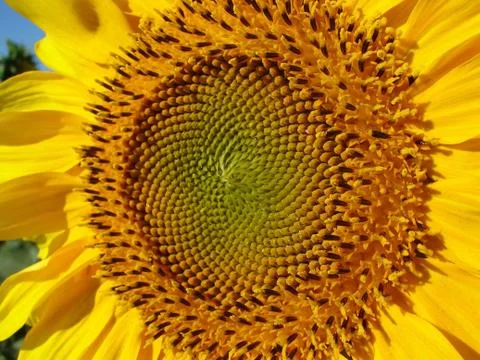 Sunflower head Stock Photos