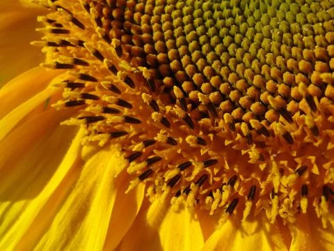 Sunflower head Stock Photos