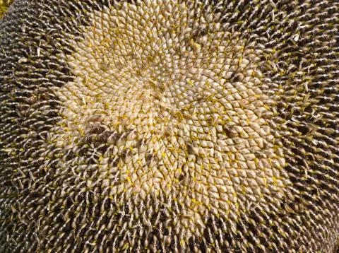 Sunflower Head Stock Photos