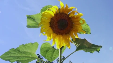 Sunflower head swaying in the wind Stock Footage 78685126
