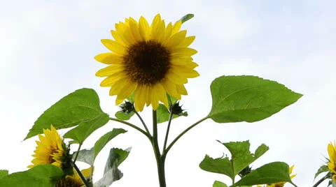 Sunflower head white sky background Stock Footage 25327036