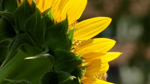 Sunflower head yellow petals close-up Stock Footage 79274534
