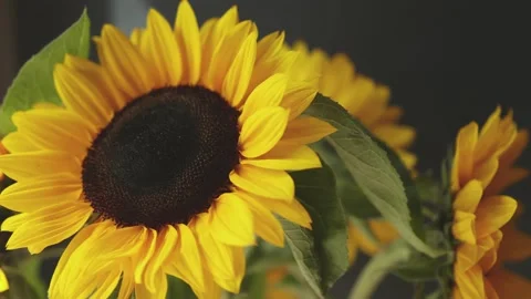 Sunflower heads in bloom on a dark background in autumn summer day Stock-Footage 160020102