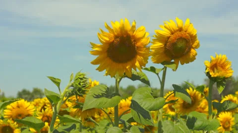 Sunflower heads Stock Footage 25337402