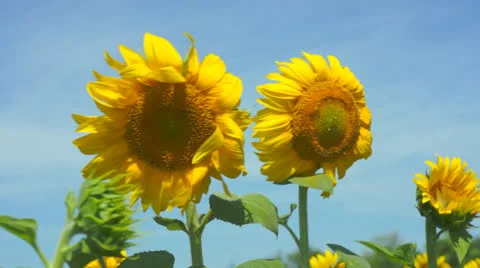 Sunflower heads 스톡 동영상 25337469