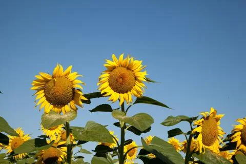 Sunflower heads 库存照片