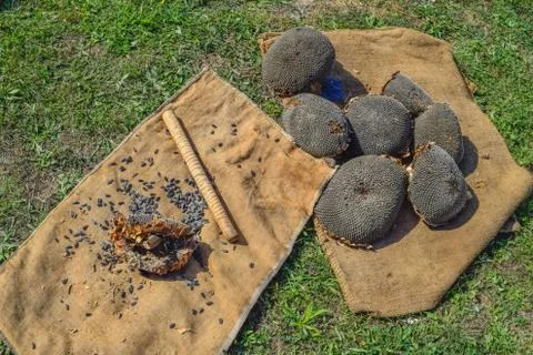 The sunflower heads prepared for knockout. Foto stock