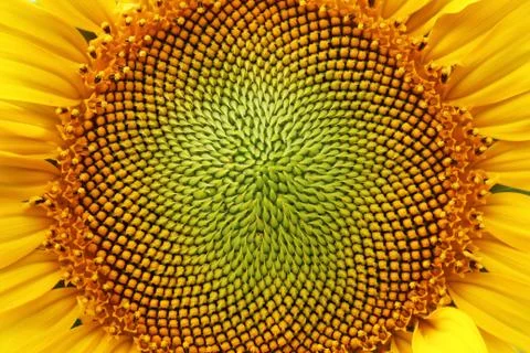 Sunflower Heart Stock-Fotos