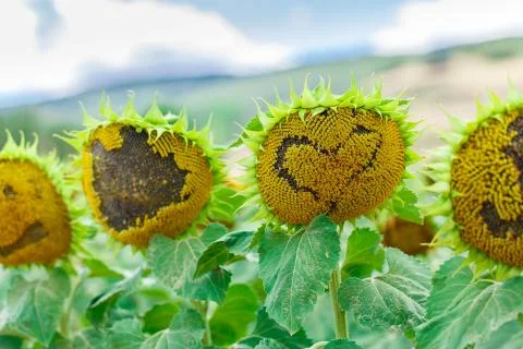 Sunflower with heart shape Stock Photos