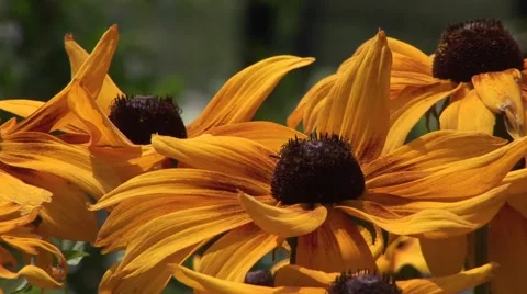 Sunflower, helianthus close up Stock Footage 1008488