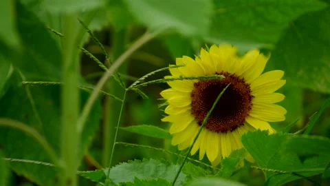 Sunflower hiding in leaves 스톡 동영상 137258231