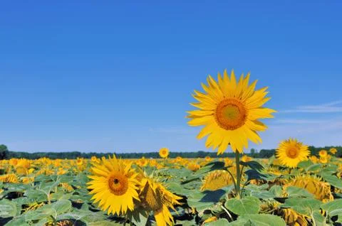 Sunflower higher than the others Foto stock
