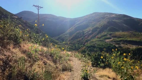Sunflower Hike Stock Footage 161129676