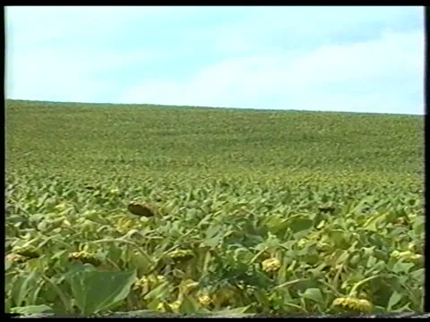 Sunflower Hill Stock Footage 344381659
