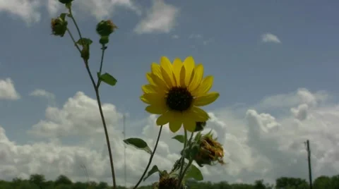 Sunflower On Hill Georgetown Texas Stock Footage 1077779