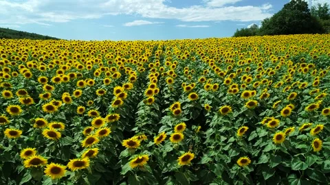 Sunflower Hills Stock Footage 340777982