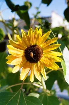 Sunflower with Honeybee Stock Photos