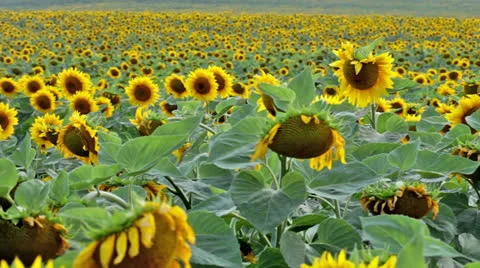 Sunflower horizontal morion 動画素材 25598017