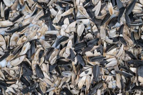 Sunflower husk pattern. Intricate pattern created by sunflower seed husks emp Stock Photos