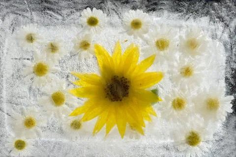 Sunflower in ice Stock Photos