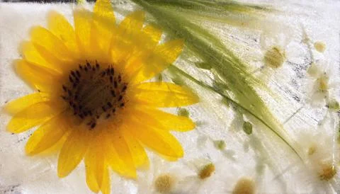 Sunflower in ice Stock Photos