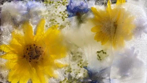 Sunflower in ice Stock Photos