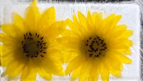 Sunflower in ice Foto stock