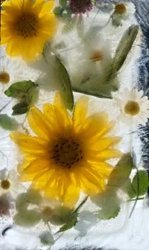 Sunflower in ice Stock Photos