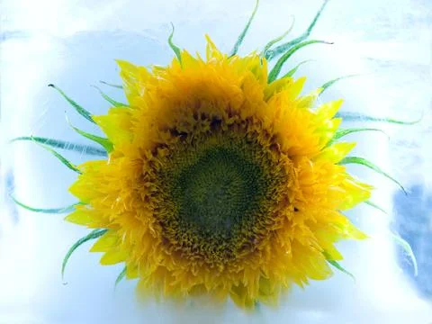 Sunflower in ice Stock Photos