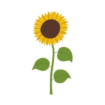 Sunflower icon cartoon. Stock Illustration