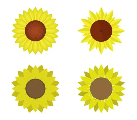 Sunflower illustrated on white background Stock Illustration