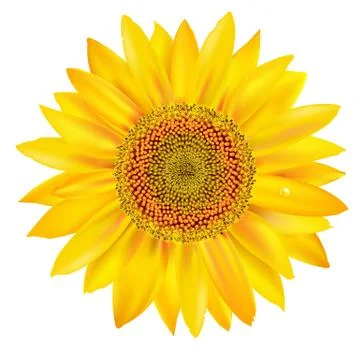 Sunflower Stock Illustration