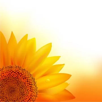 Sunflower Stock Illustration