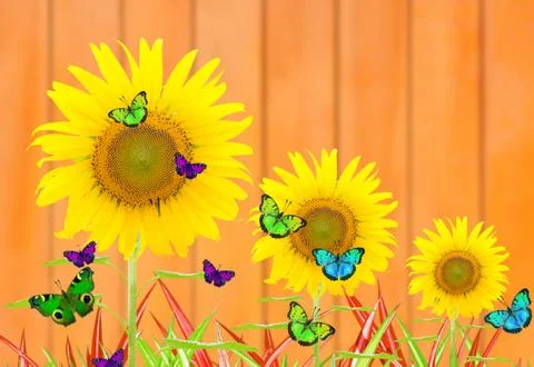 Sunflower Stock Illustration