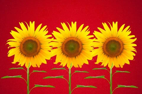Sunflower Stock Illustration