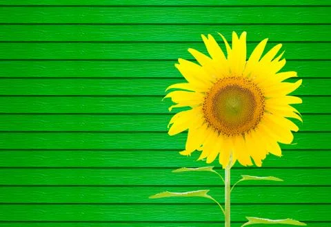 Sunflower Stock Illustration