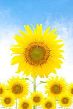 Sunflower Stock Illustration