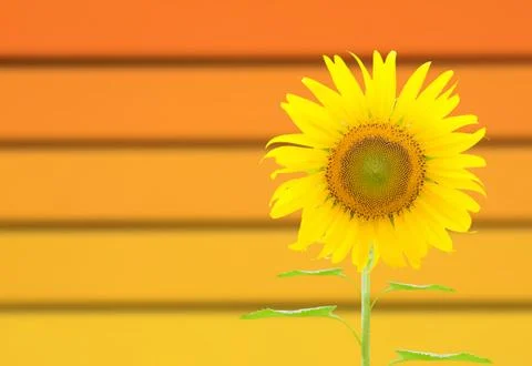 Sunflower Stock Illustration