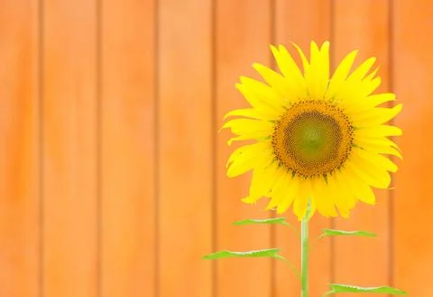 Sunflower Stock Illustration