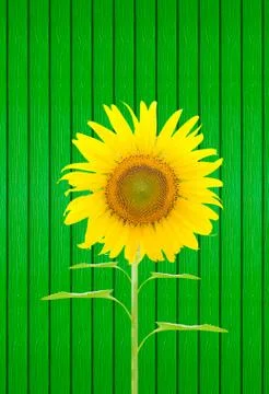 Sunflower Stock Illustration