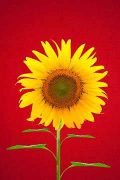 Sunflower Stock Illustration