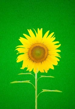Sunflower Stock Illustration