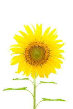 Sunflower Stock Illustration