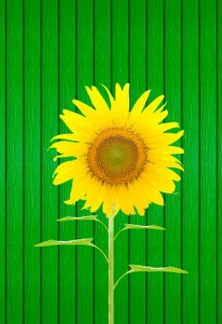Sunflower Stock Illustration