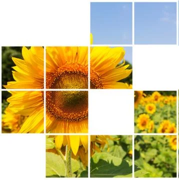 Sunflower Stock Illustration