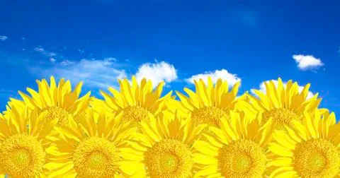 Sunflower Stock Illustration
