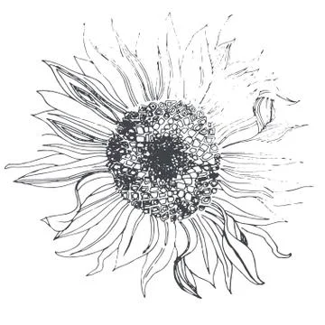 Sunflower Stock Illustration