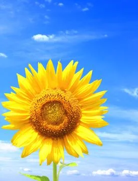 Sunflower Stock Illustration